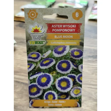 Aster wysoki pomponowy Blue Moon